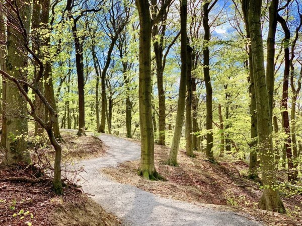 Baumbestattung: Kosten, Ablauf, Bestattungswälder