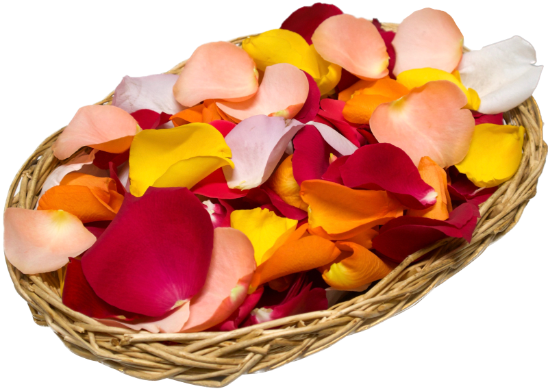 Rosenblütenblätter bunt