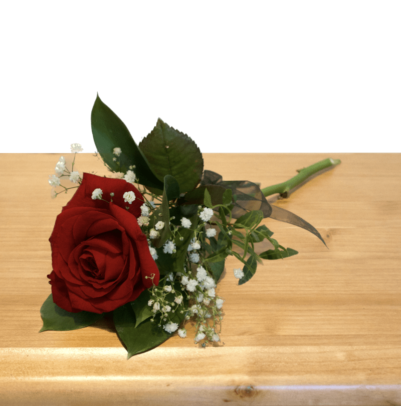 Nachwerfrose "Immerwährende Liebe"