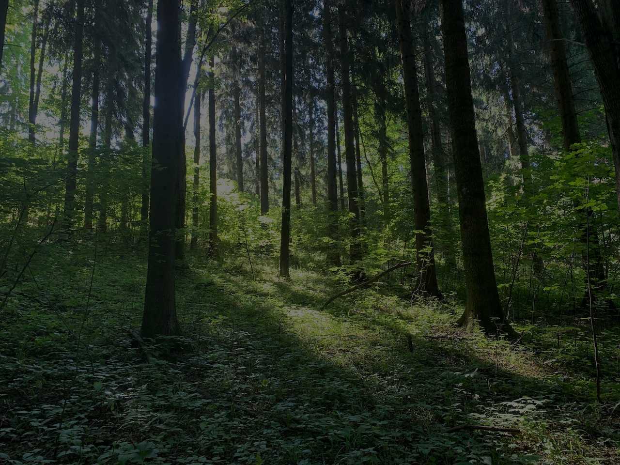 Kirchberg am Wechsel 29.06.2019IMG_1438.JPG