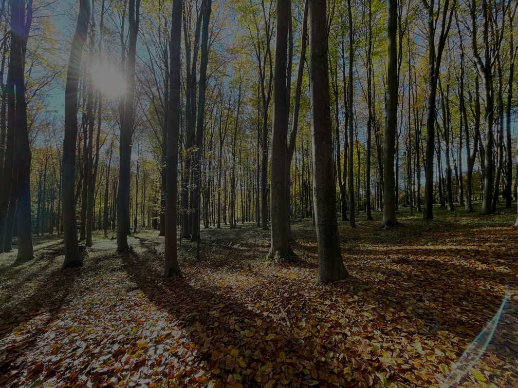STP_Herbst_IMG_2742_WEB.jpg