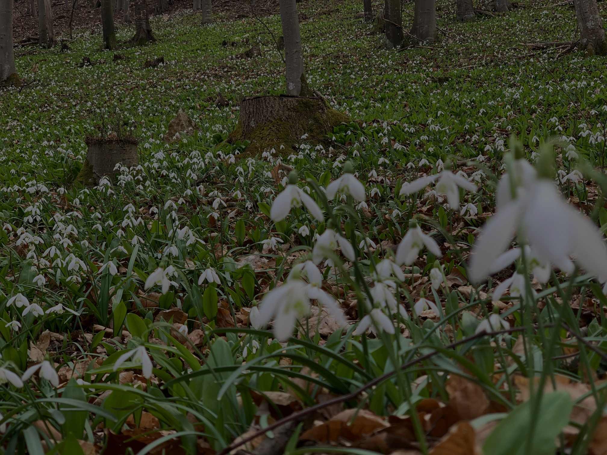 Frühling im Klosterwald.jpg