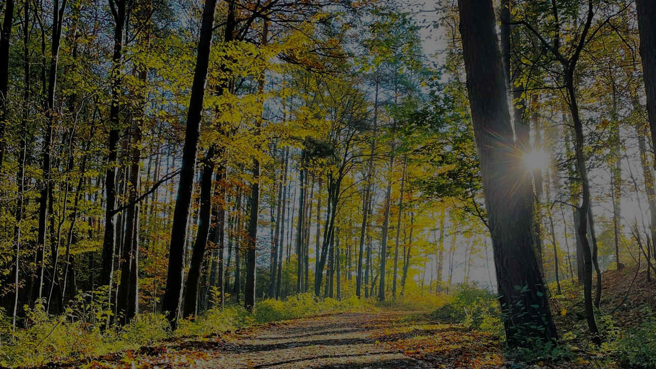 SHK_Herbst_Sonnenstrahlen_IMG_0439_16zu9_4c_V03_RZ_WEB.jpg