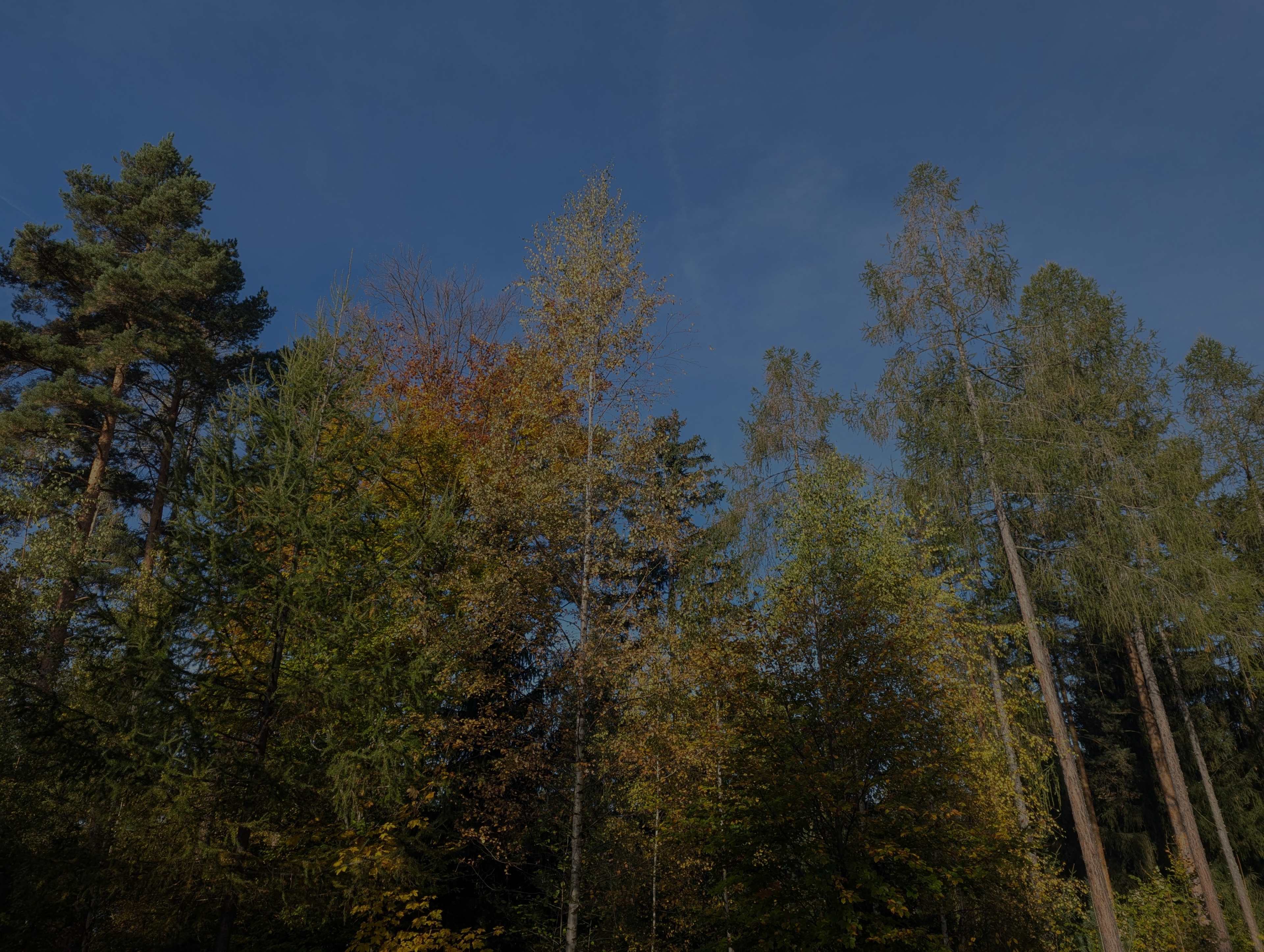 KAW_Herbst_PXL_20241020_071525085.jpg