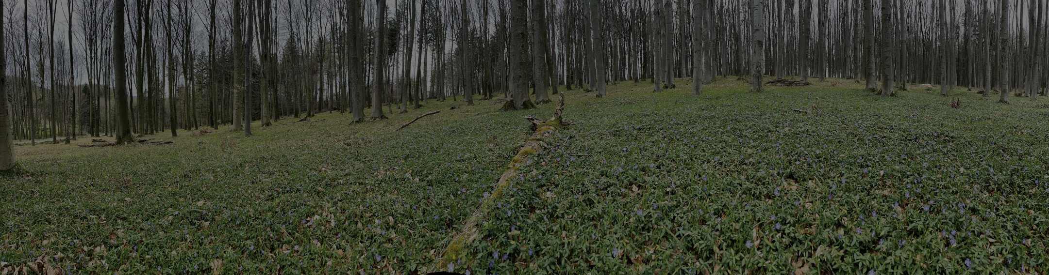 STP_Fruehling_Blueten_Panorama_IMG_4086_WEB.jpg