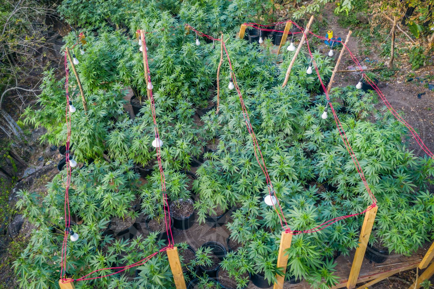 Marijuana plants from above