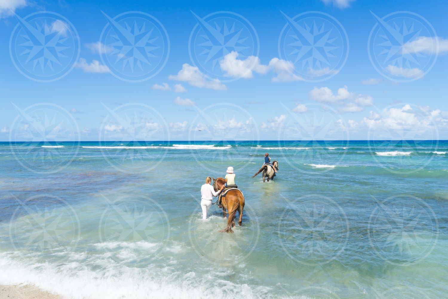 Horses in the water