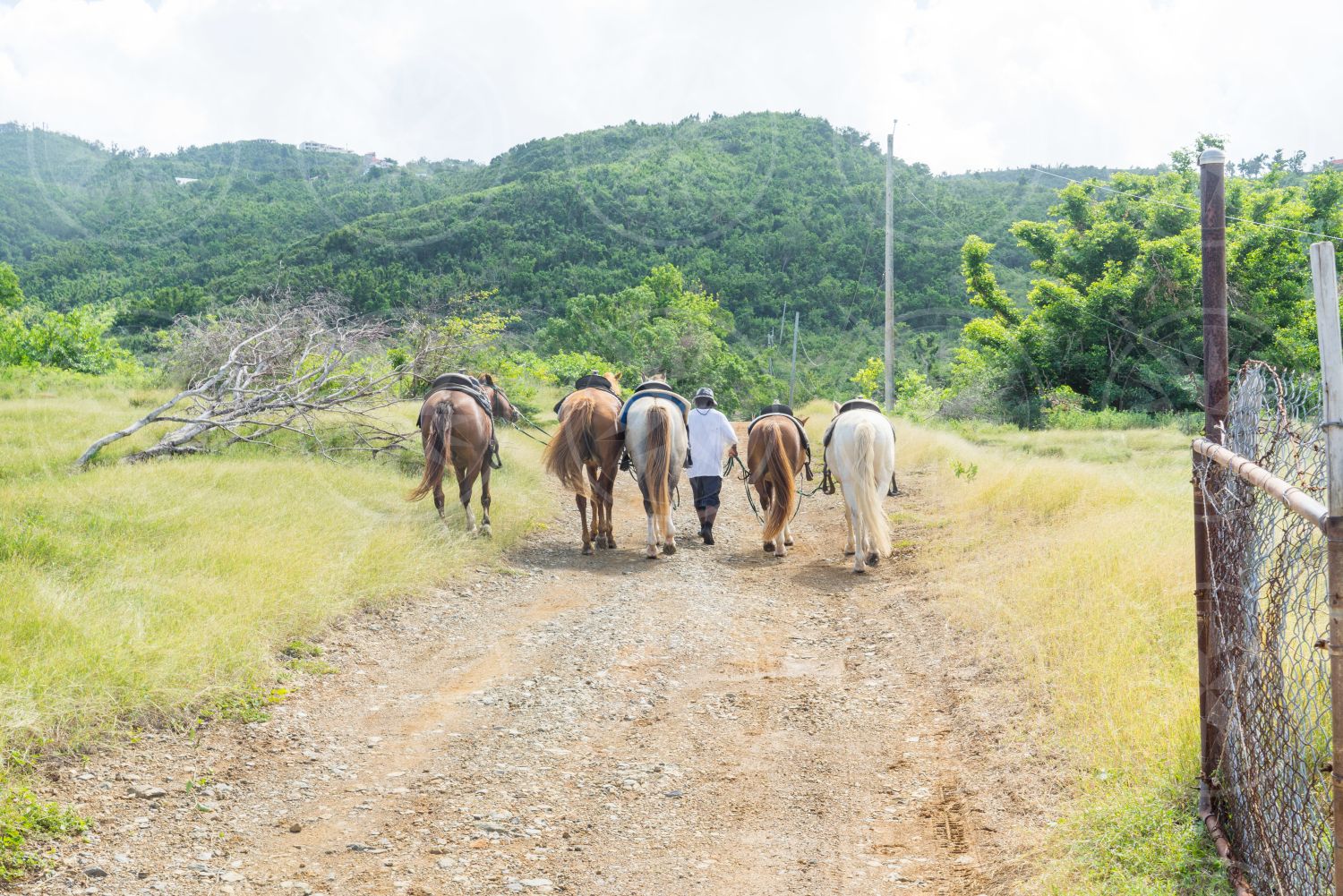 Horses on dirt road