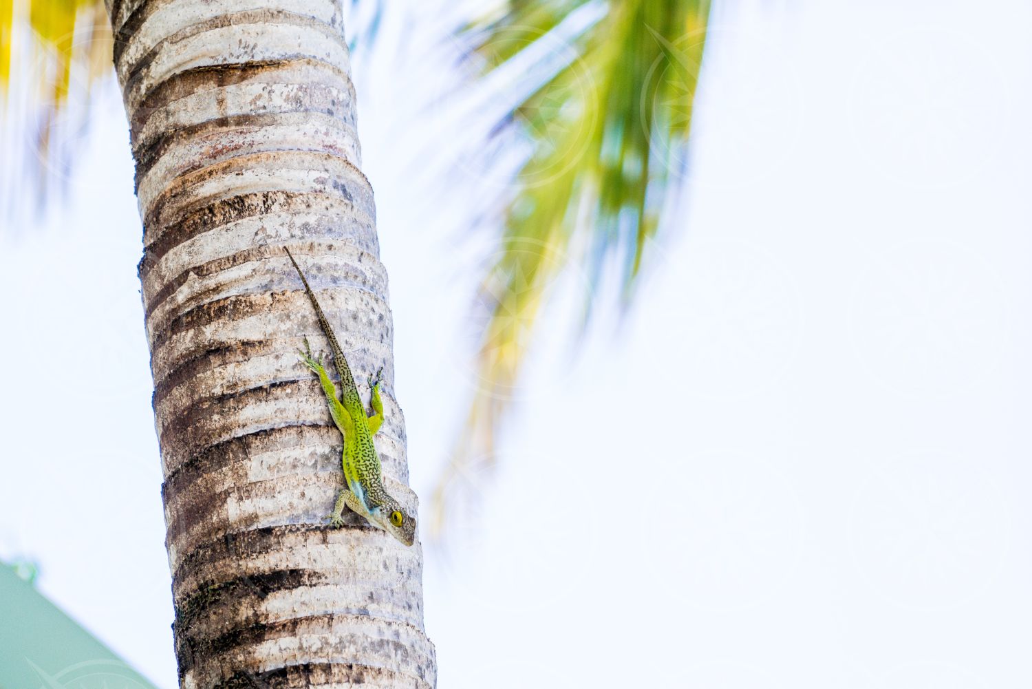 Lizard on palm tree