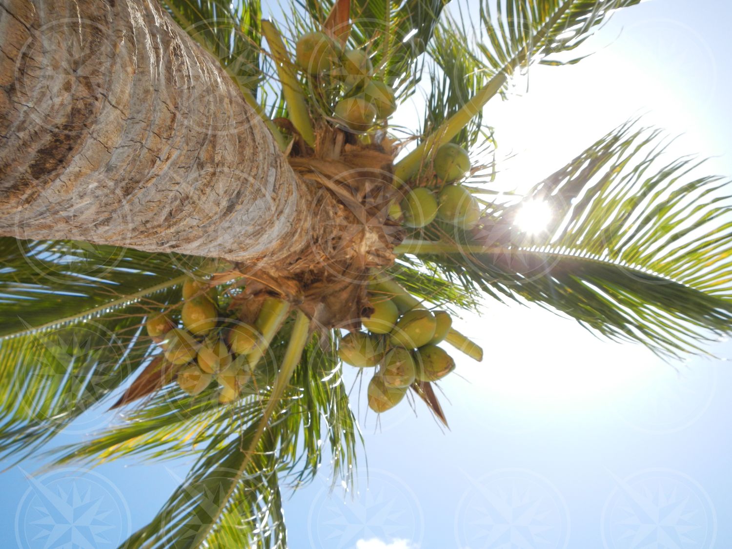 Looking up at coconut tree