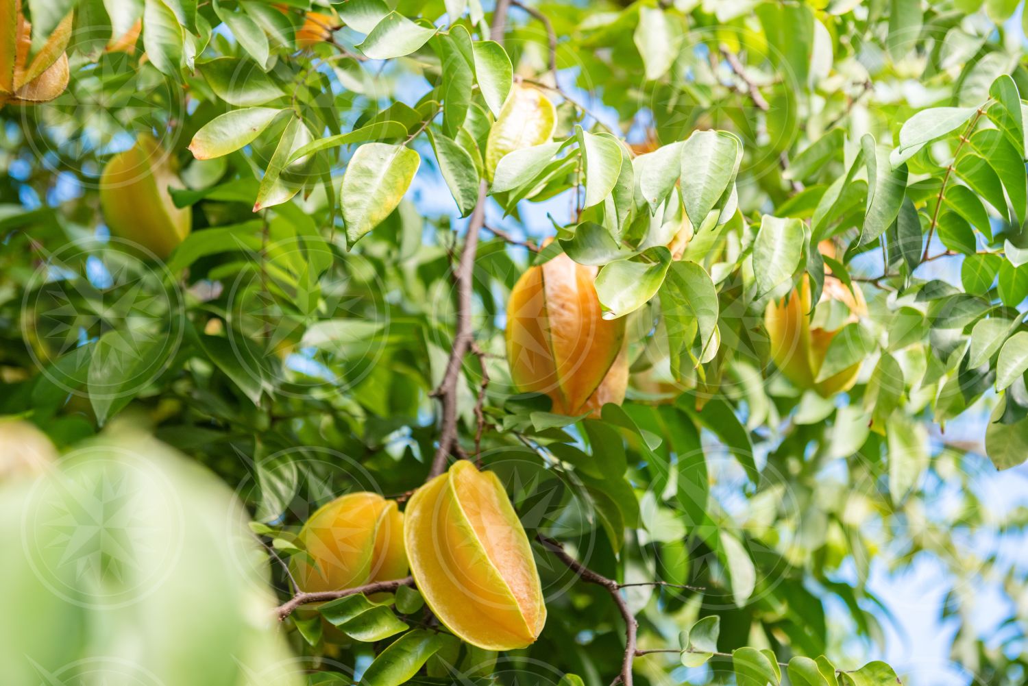 Carambola