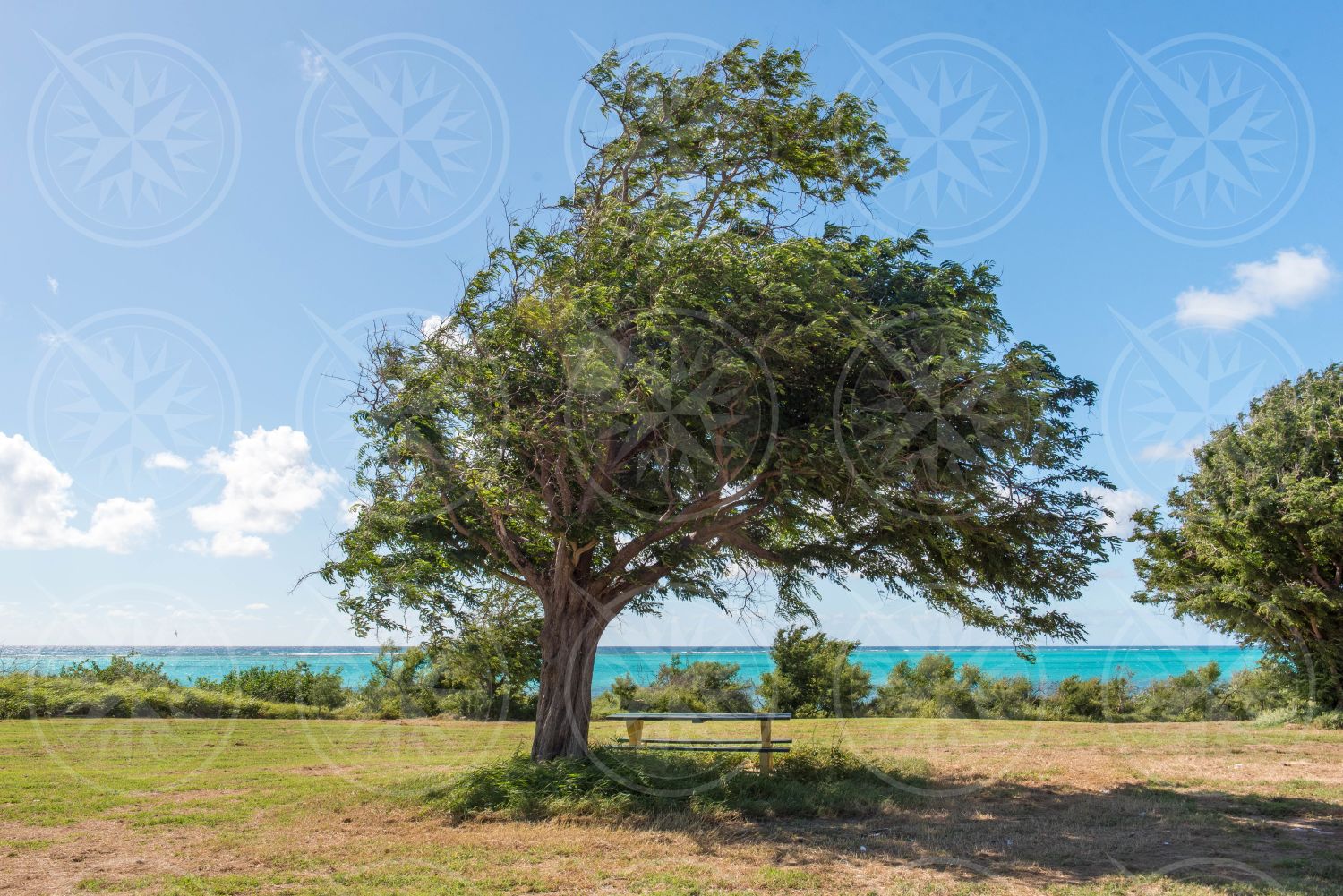 Windswept tree