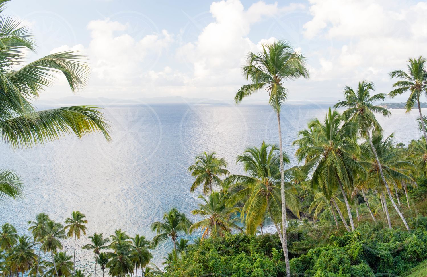 Coconut palm tree in front of the ocean