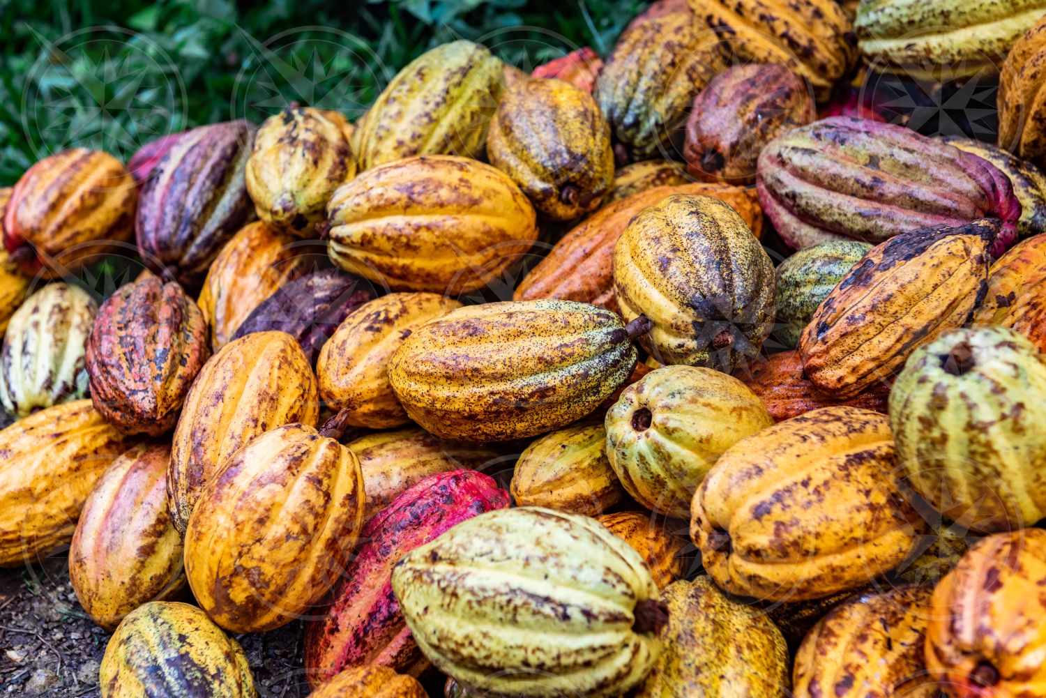 Colorful cacao pods