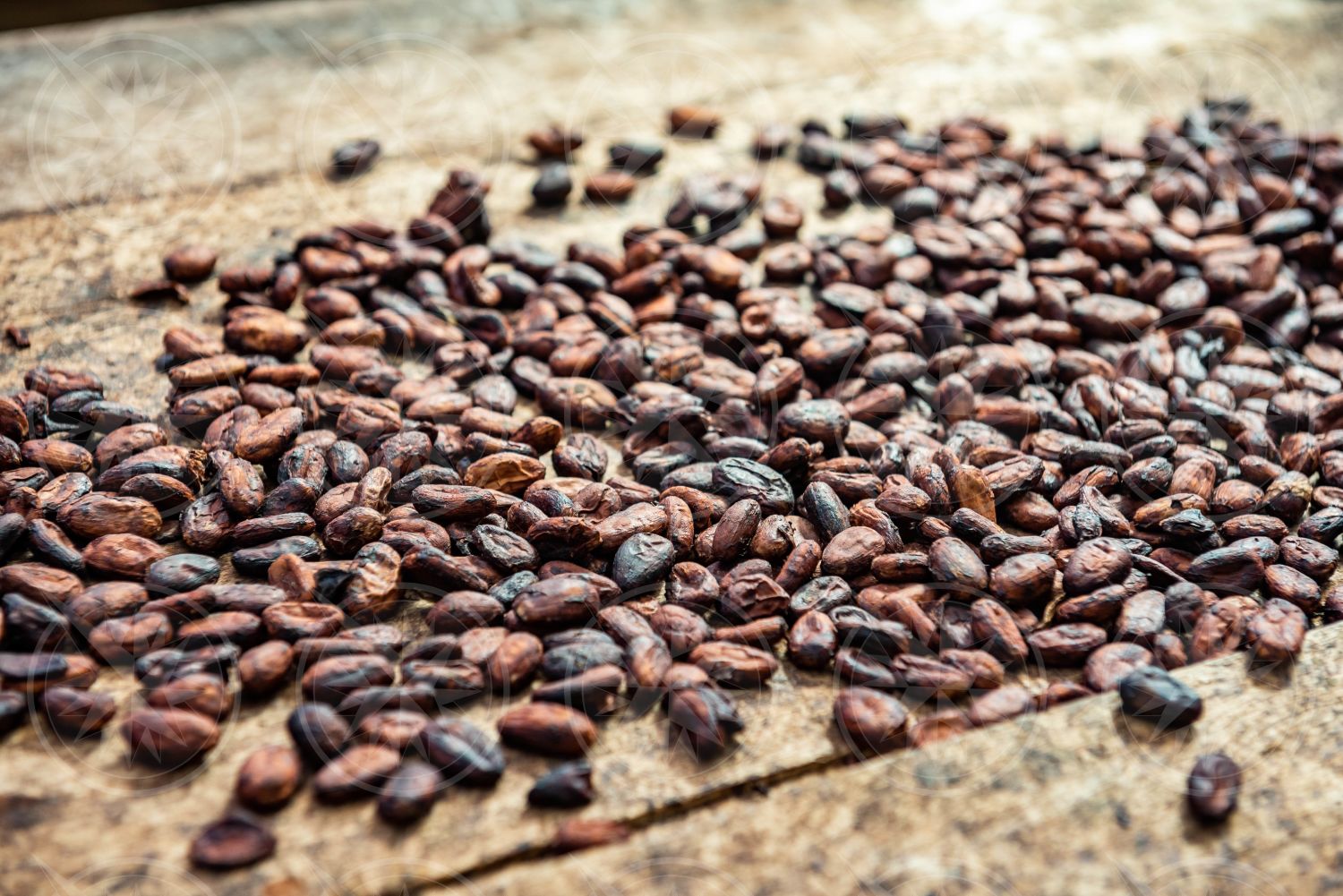 Dried cacao