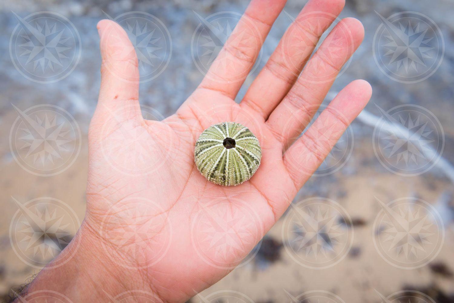 Sea urchin skeleton in man’s hand