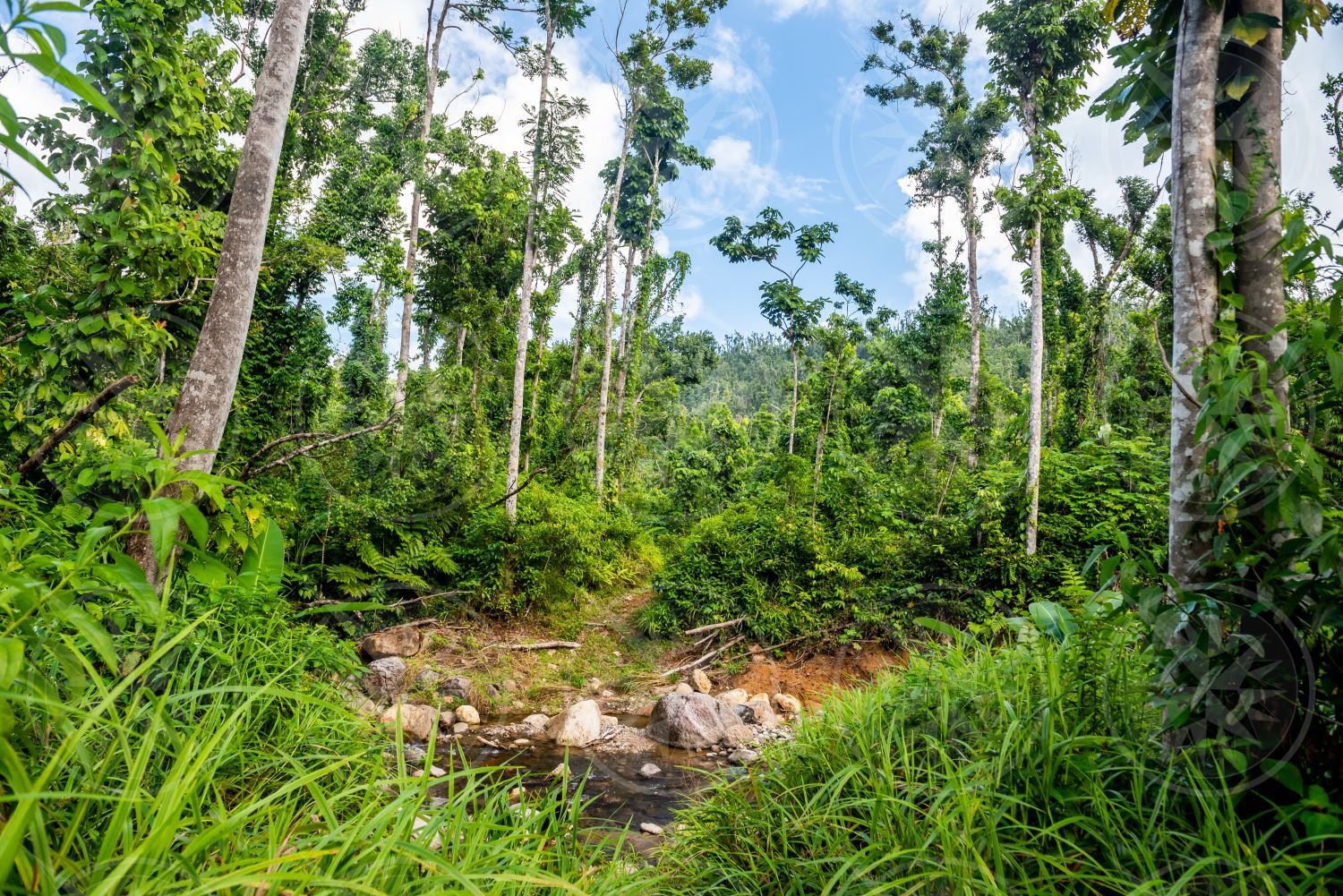 Dominica river