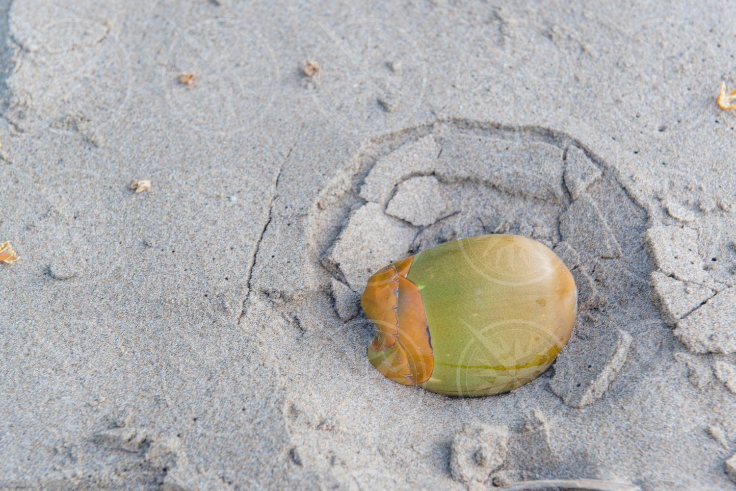 Small coconut coco in the sand