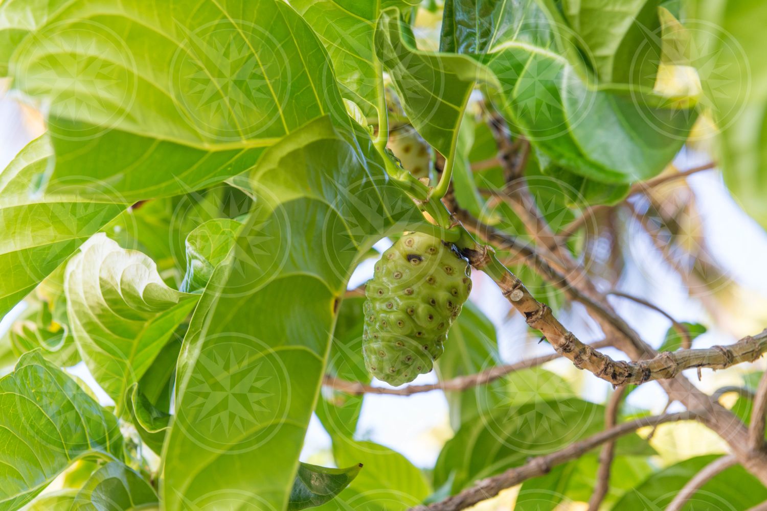 Noni fruit on a tree