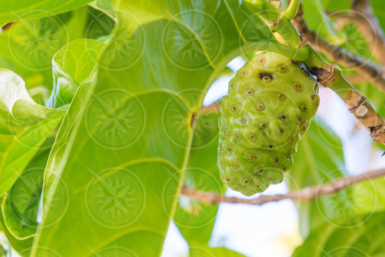 Noni fruit on a tree