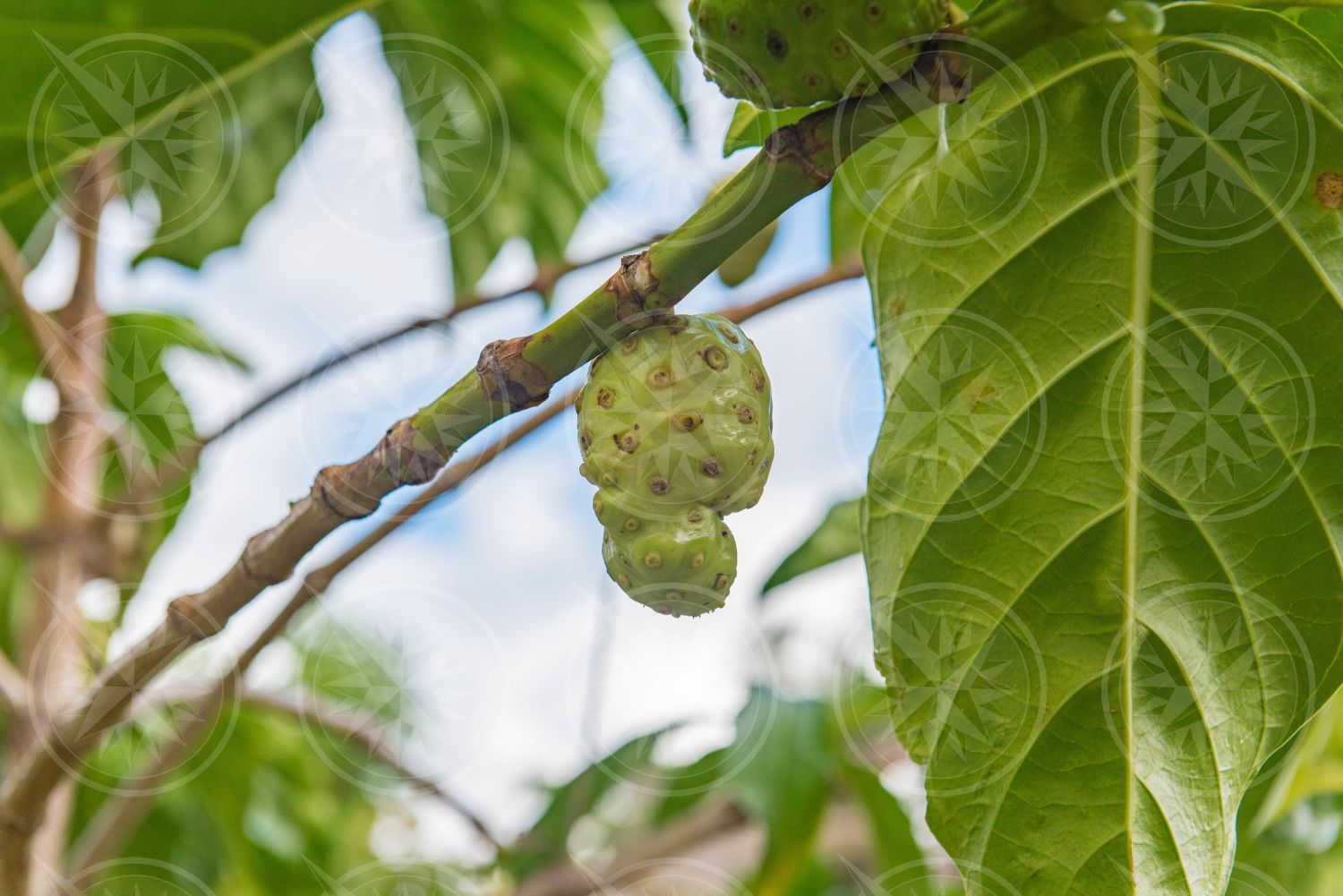 Noni Fruit