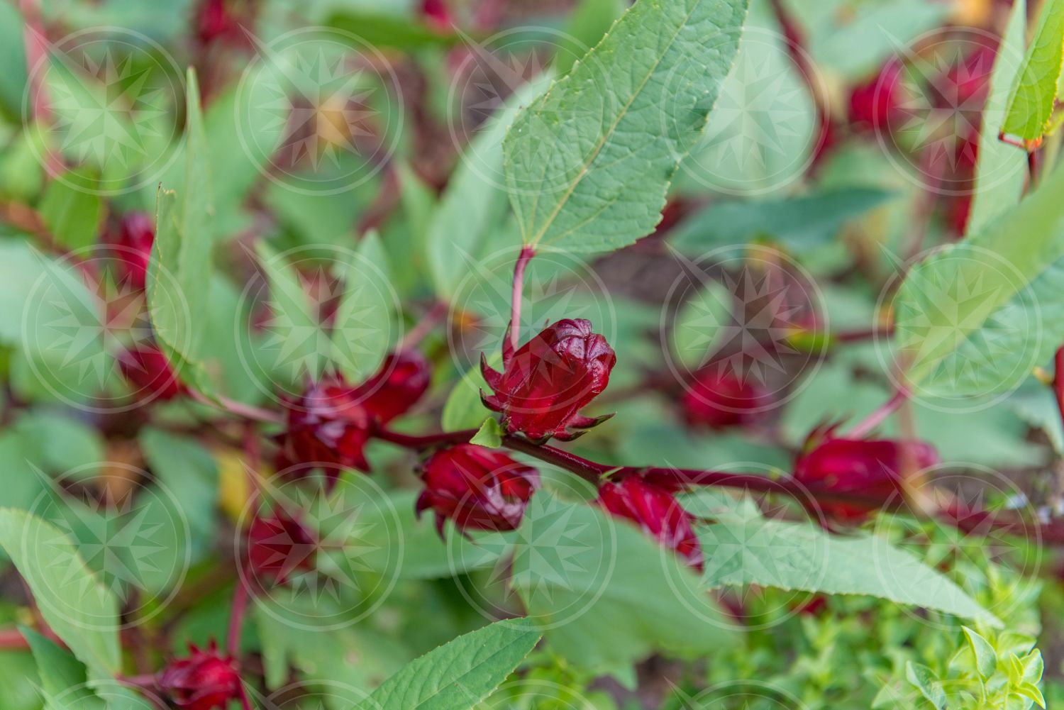 Sorrel plant