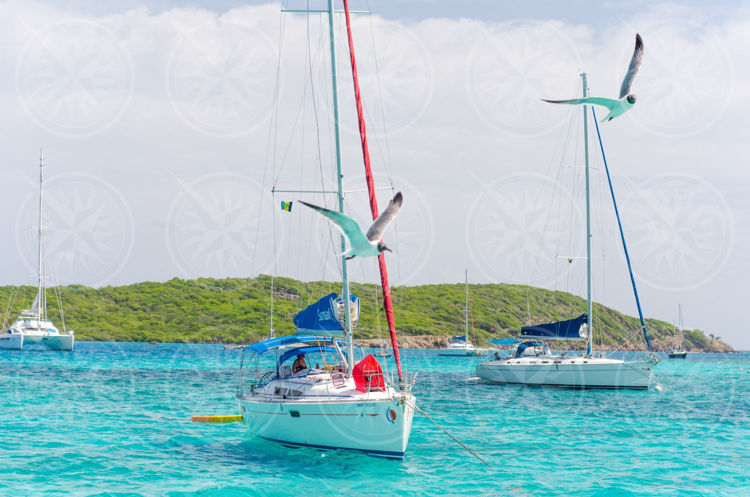 Seagull flying by yachts