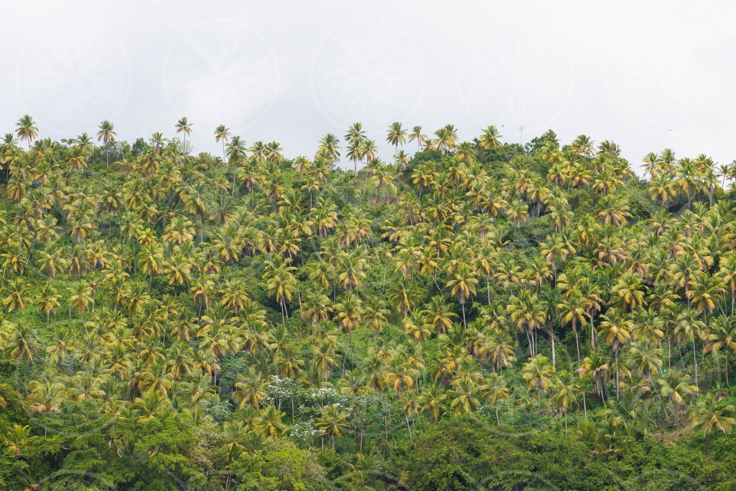 Coconut palm trees on a hill