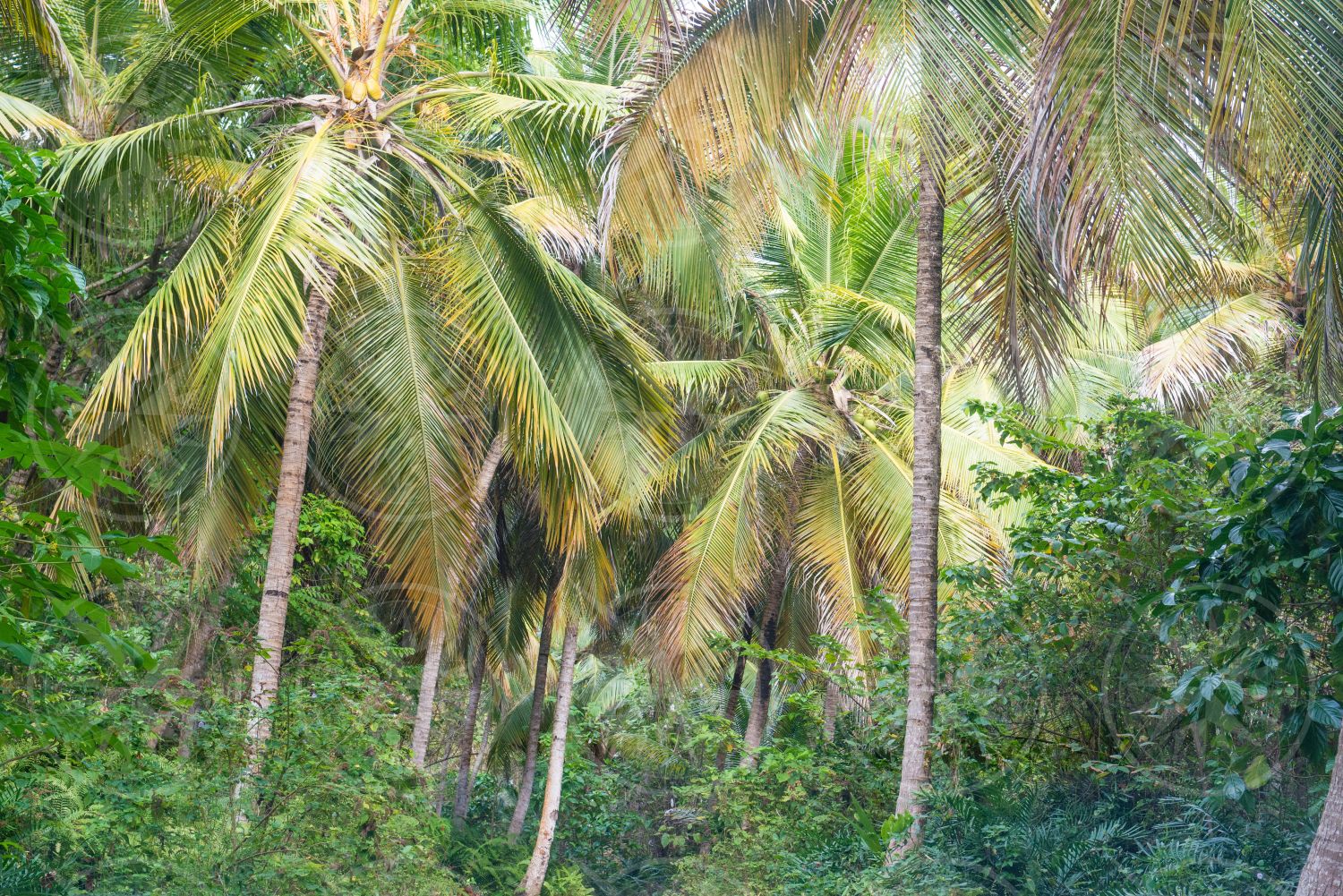 Path through coconut palm trees