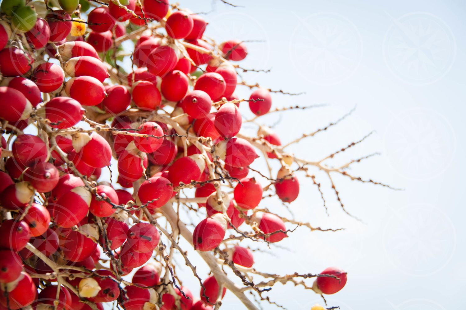 Christmas palm tree fruit