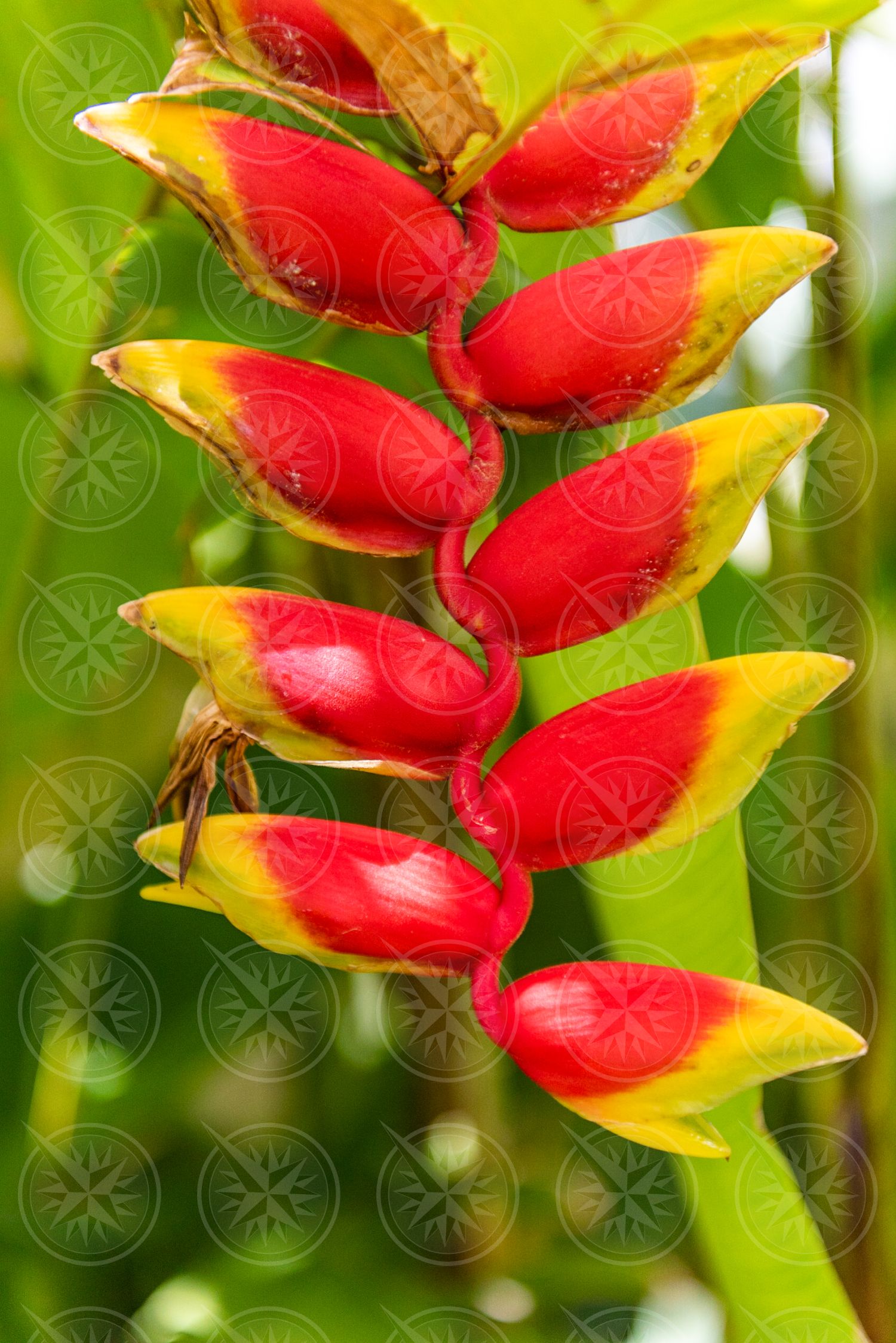 Bird of paradise flowers