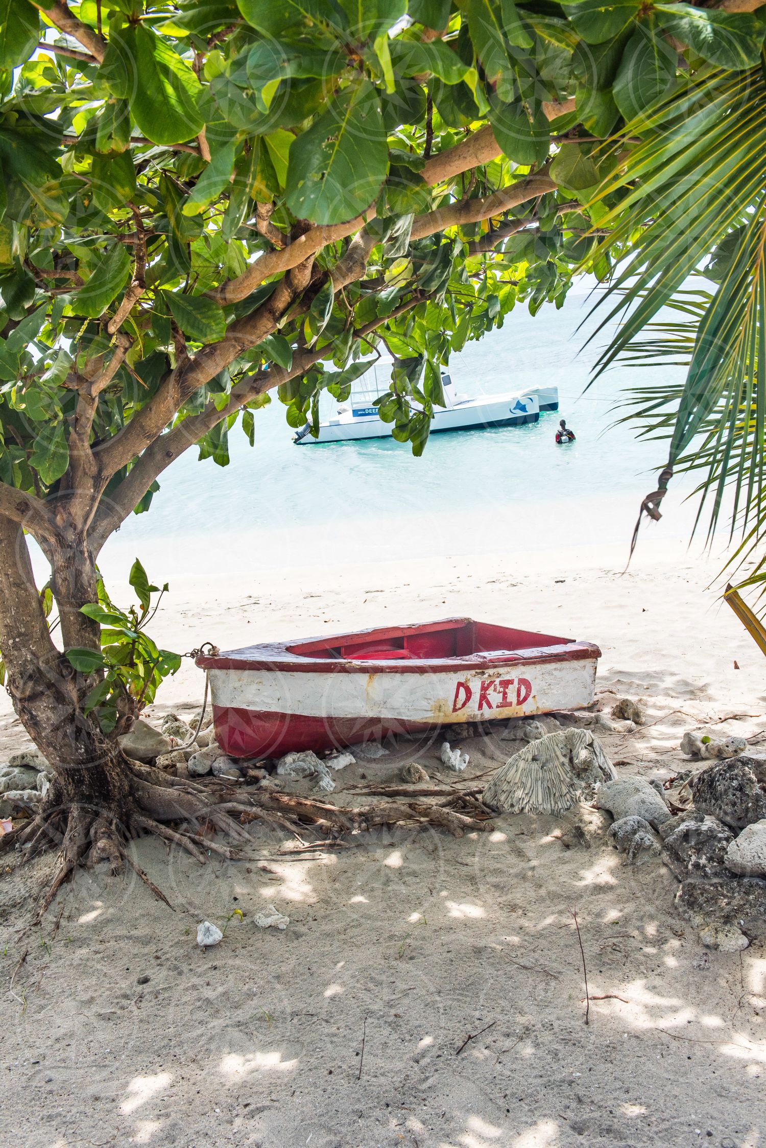 Boat under seagrape tree