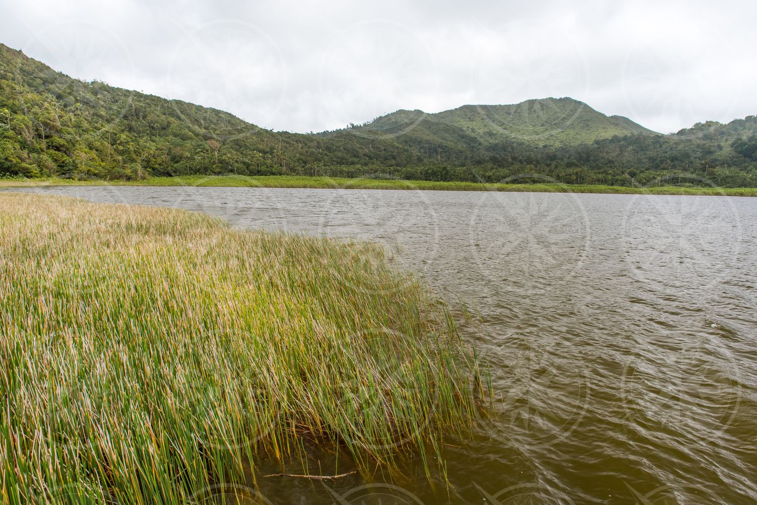 Grand Etang Lake