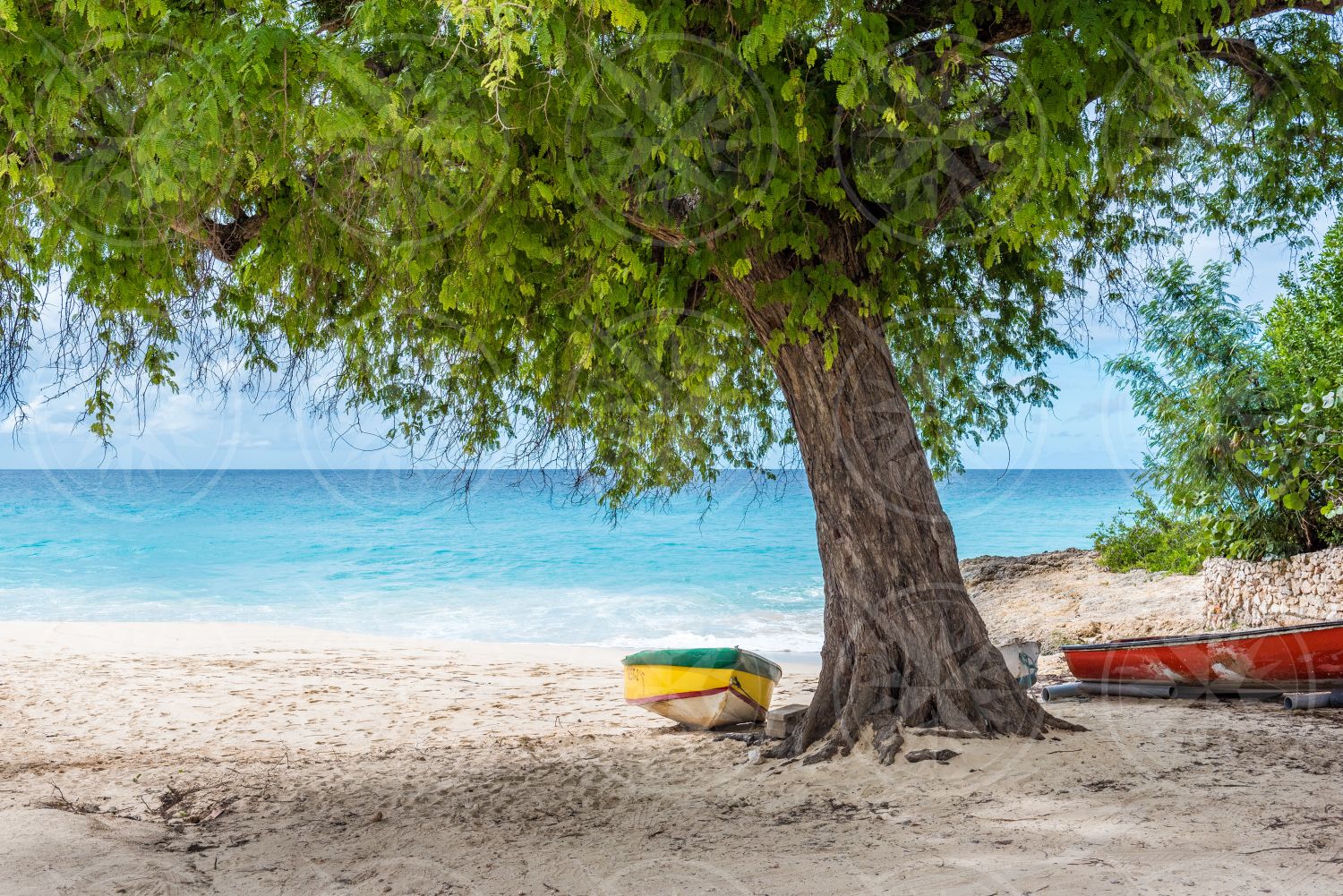 Boat under a tamarind tree on Meads Bay