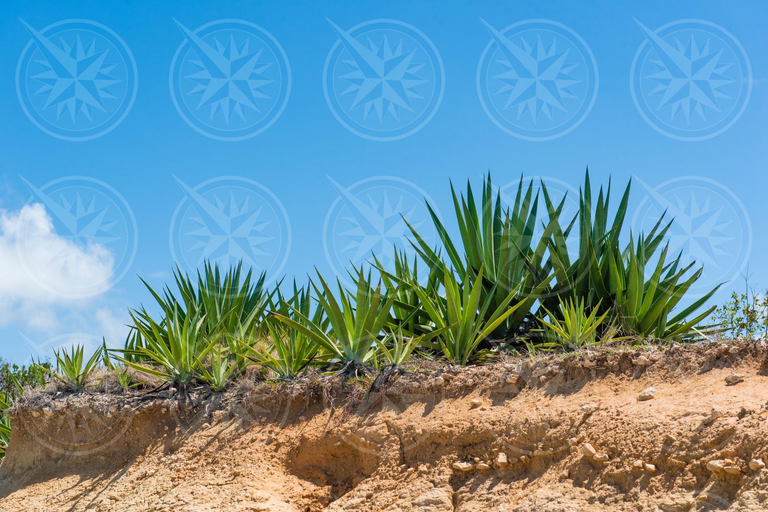 Plants on hill