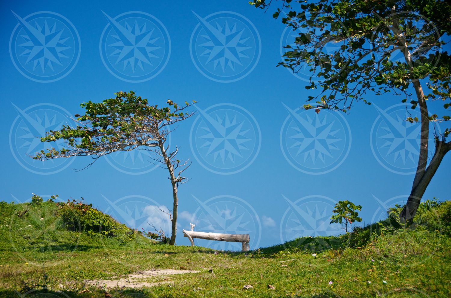 Bench between trees with blue sky