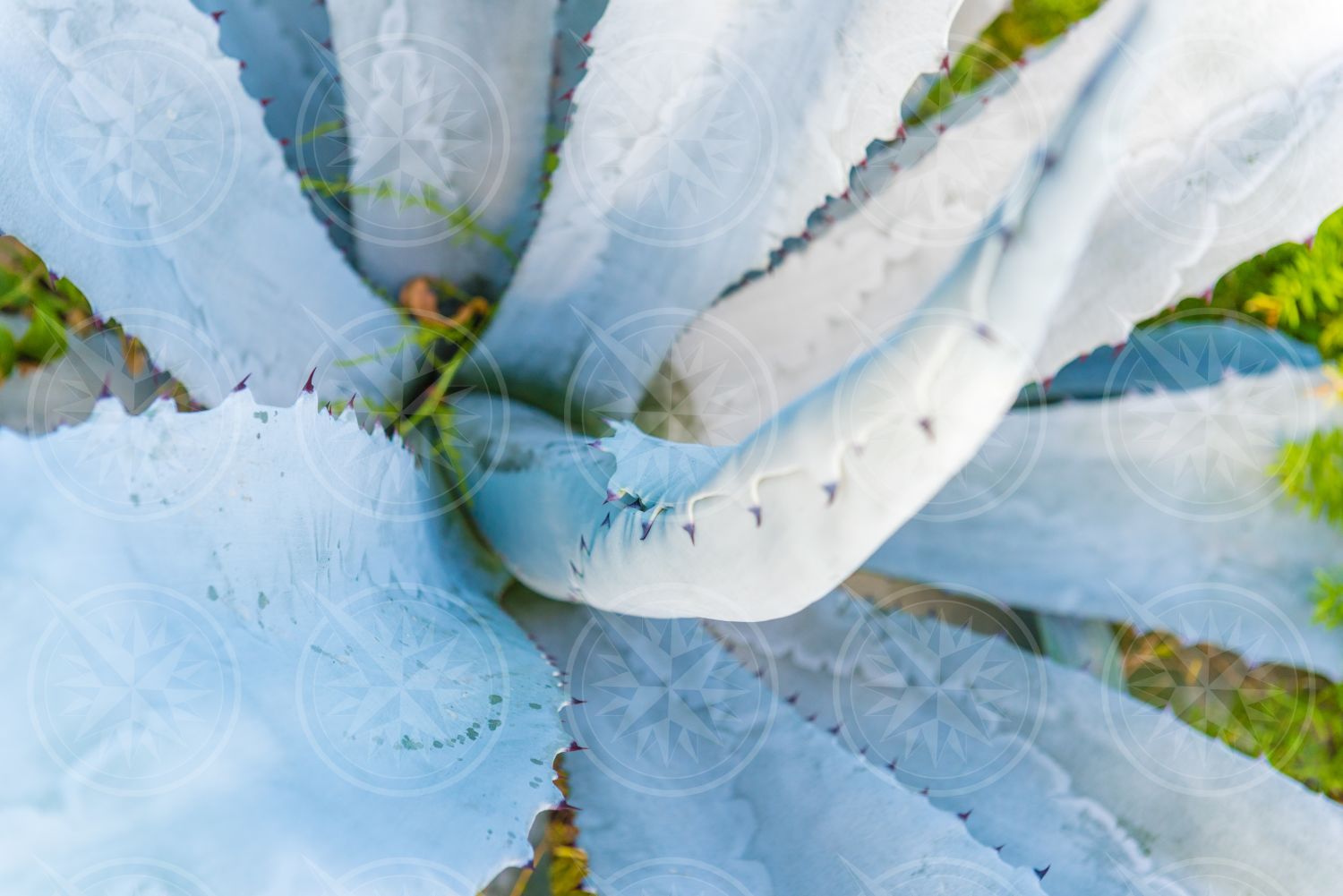 Agave plant from above