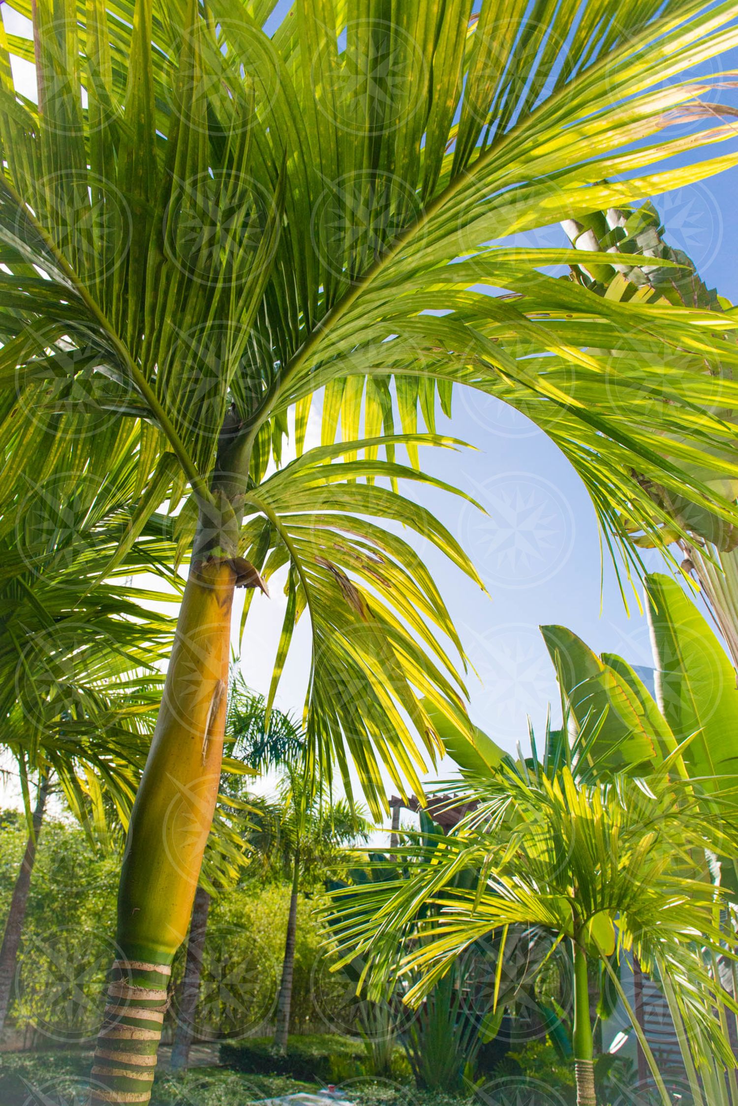 Looking through palm trees