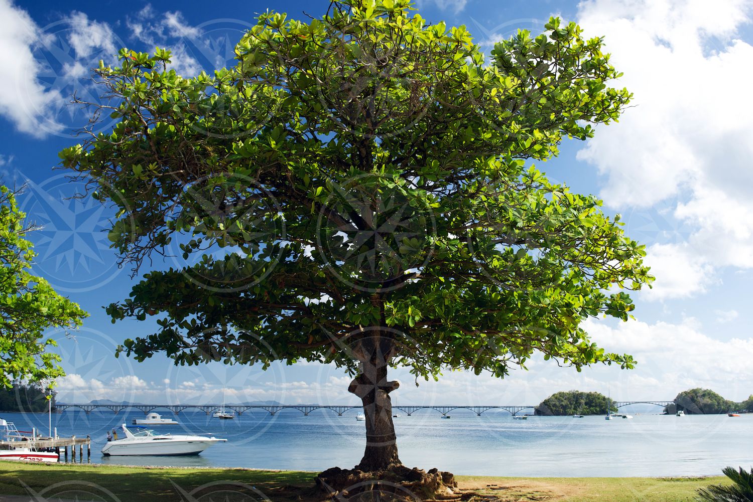 Tree in Samana, Dominican Republic