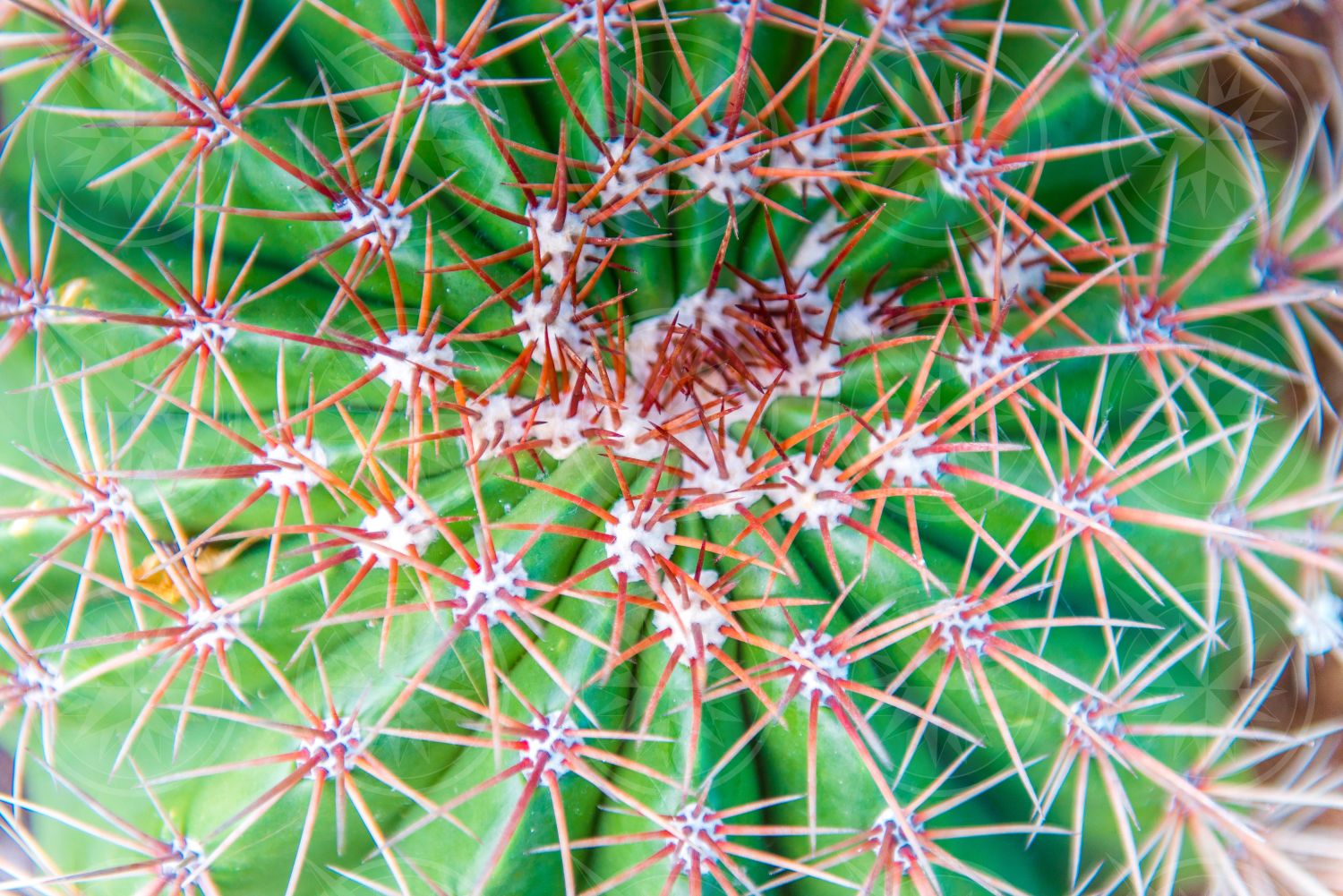 Cactus from above