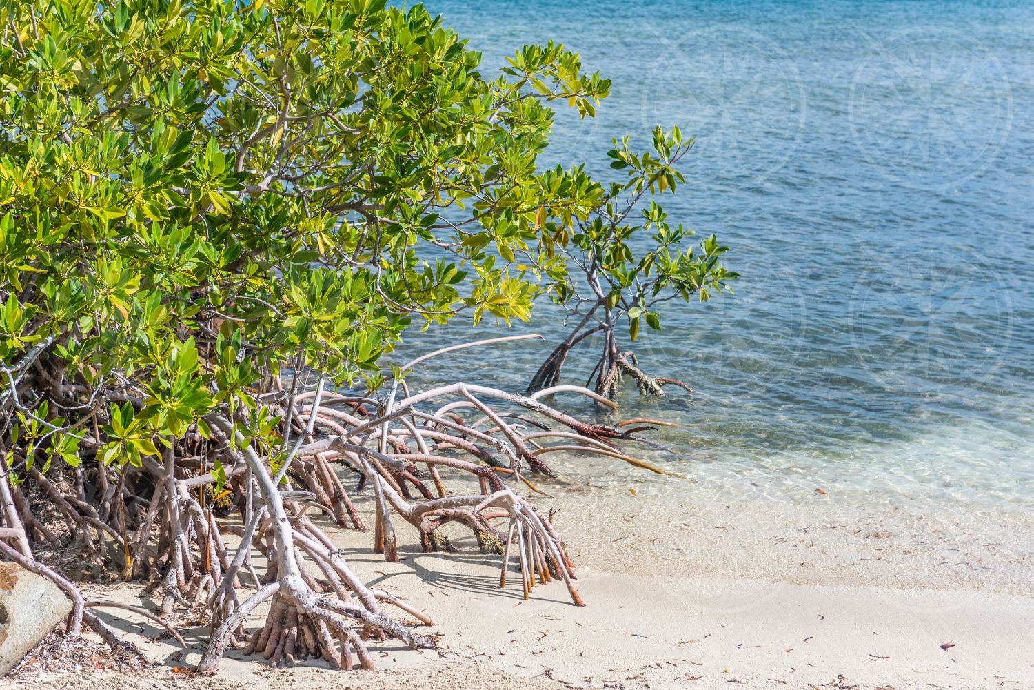 Mangroves on beach