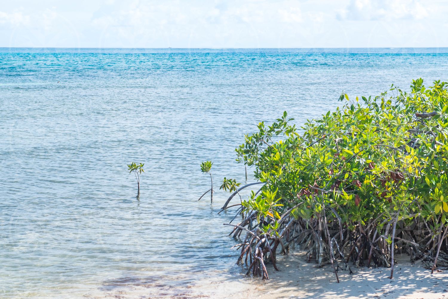 Mangroves on beach