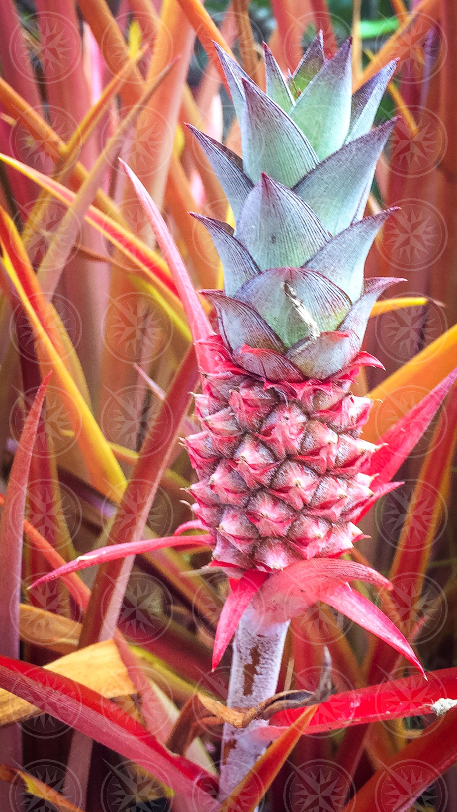 Young black pineapple