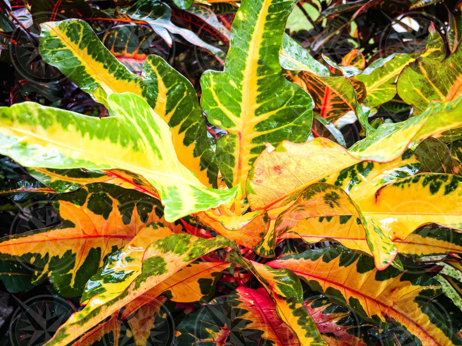 Garden croton