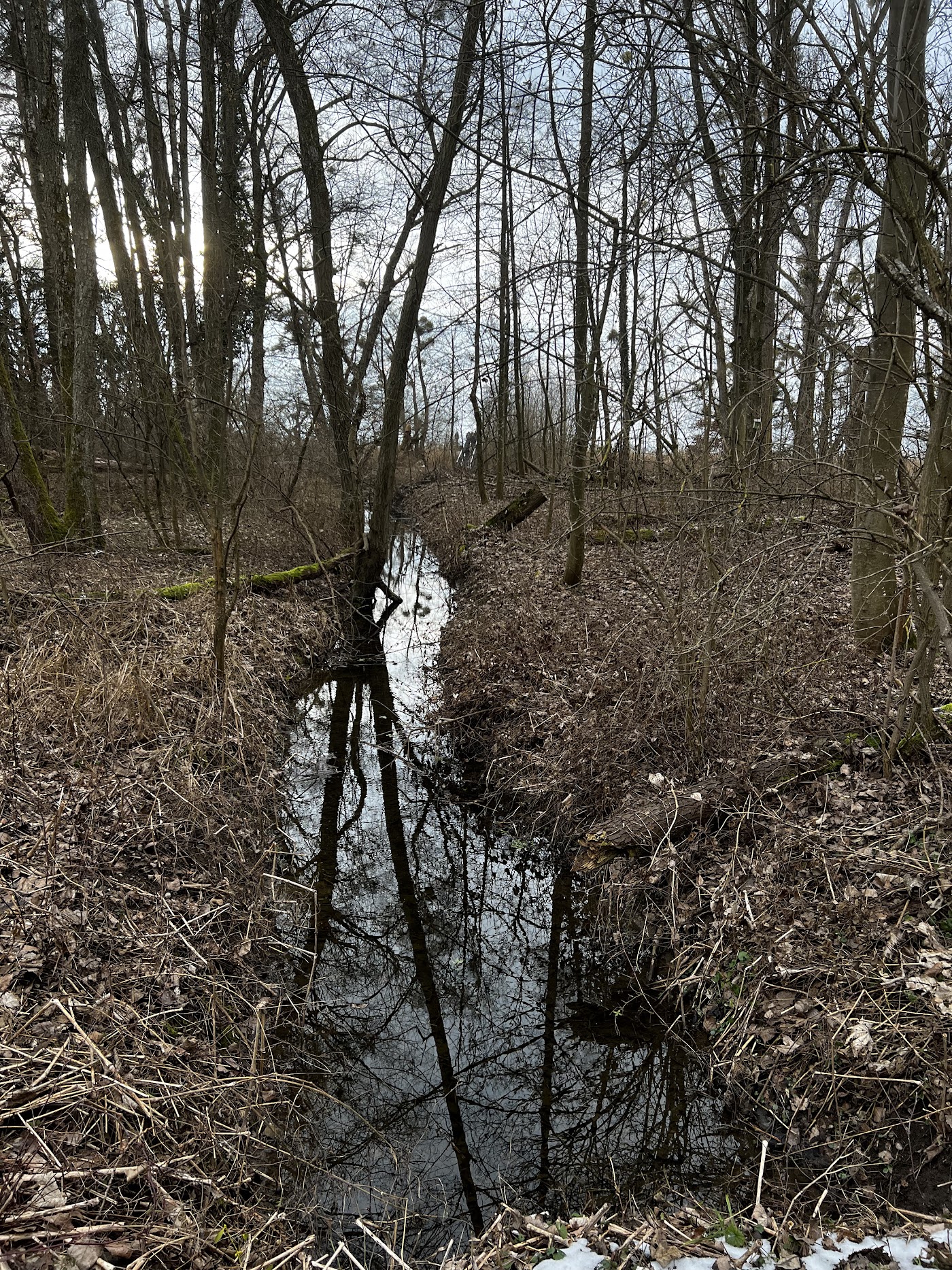 Aussichtsplattform "Altes Strandbad" Eriskircher Ried – Bild 4