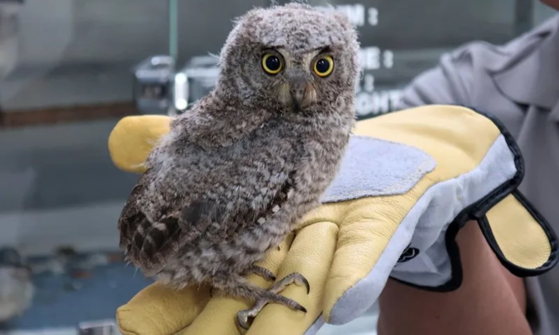 광주시, 작년 야생동물 구조 최초 700마리 돌파