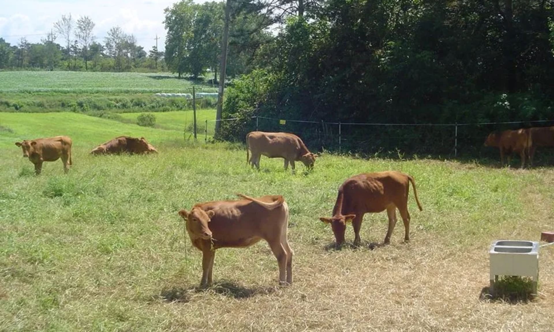전남도, 올해 축산농가 경영 안정 등에 2천472억 원