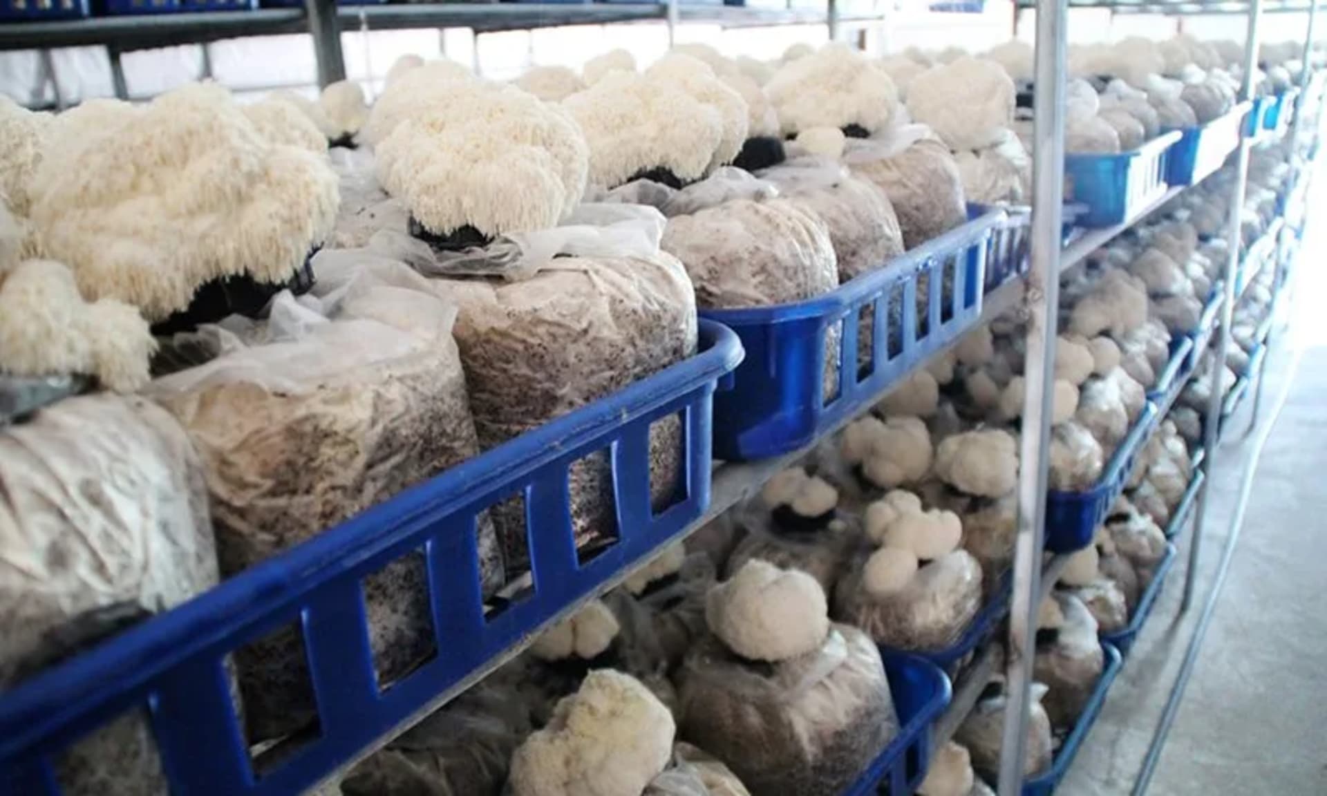 여서 '유기농 노루궁뎅이', 전남 2월 친환경농산물 선정