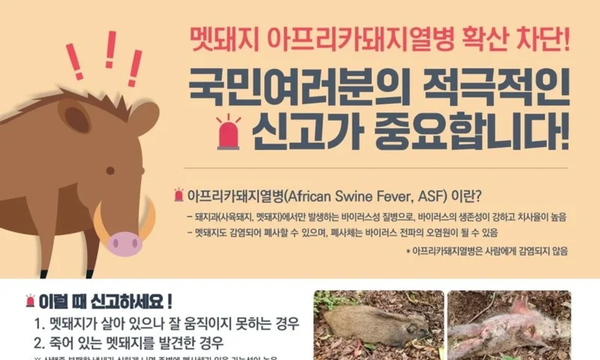 전남도, 아프리카돼지열병 확산 차단 야생멧돼지 집중 포획