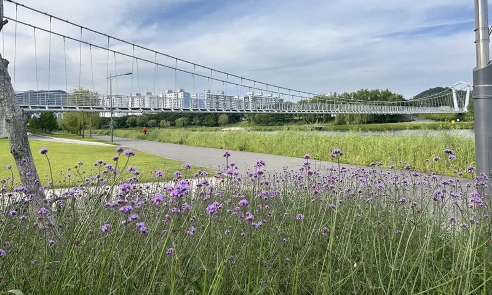 순천시 오천그린광장 내 ‘버들마편초’ 직영재배로 예산 절감